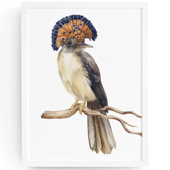 Flycatcher Bird Wall Art Watercolor Illustration Print Poster Card Unframed - Picture 1 of 7